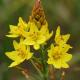 Wildflower Walk with Graeme Lorimer